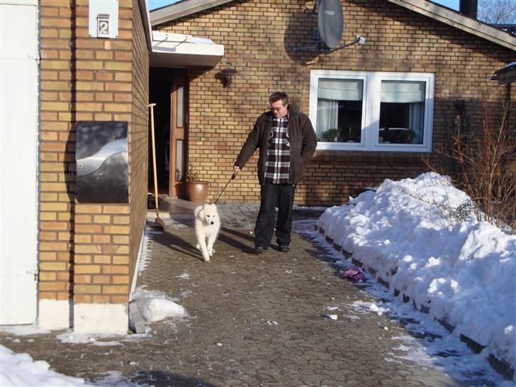 Samojedhund / labrador. Buddy - (billede 18) billede 17