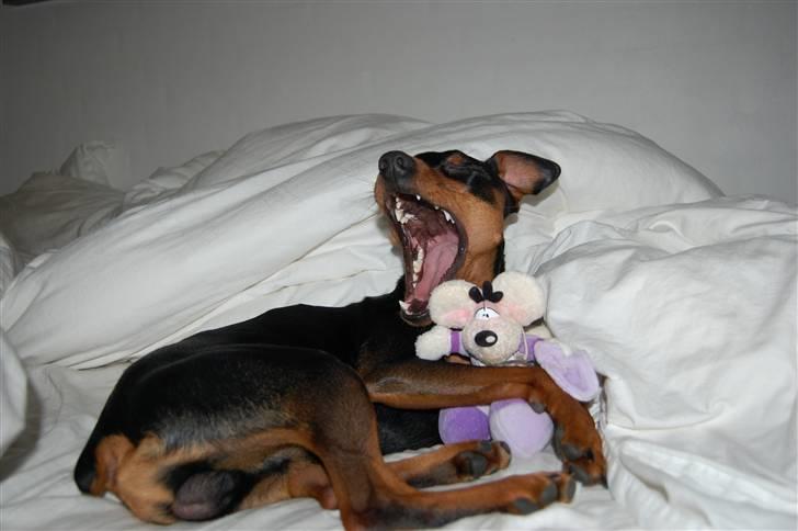 Dvaergpinscher Curtis - Uhha ..Det er hårdt at være lille miq!! billede 6