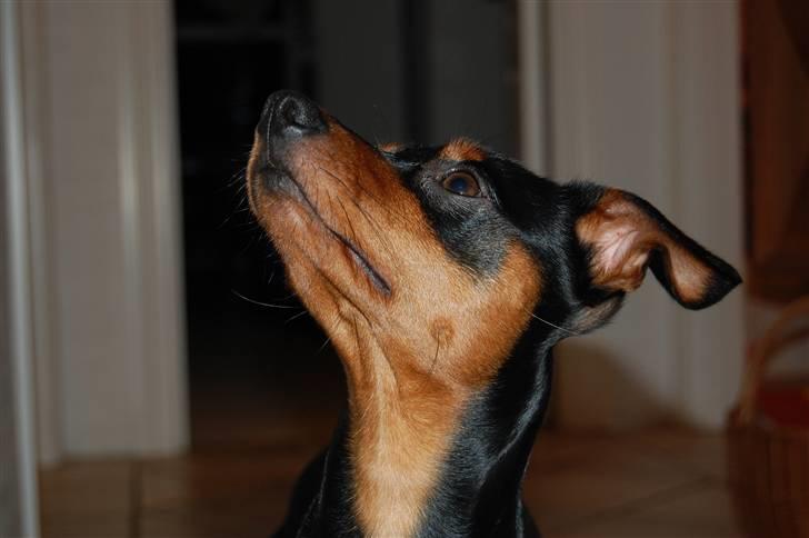 Dvaergpinscher Curtis - Haløj..Der oppe!! billede 7