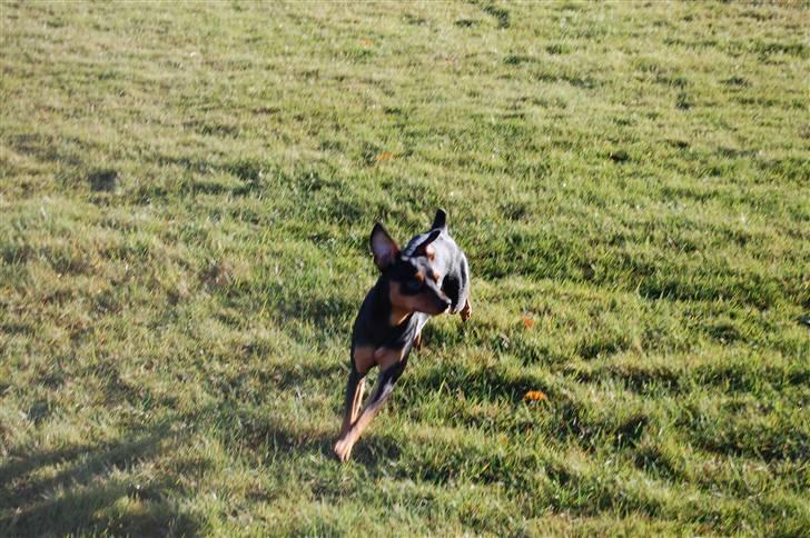 Dvaergpinscher Curtis - Skydd miqq...Jeg er fri..!! billede 8