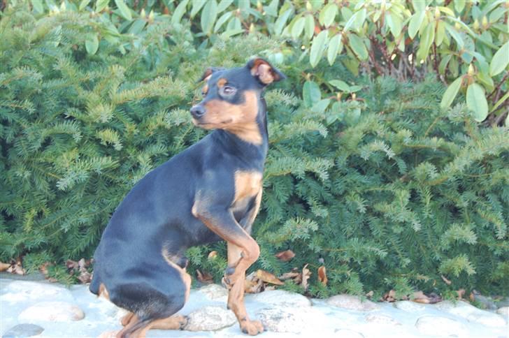 Dvaergpinscher Curtis - Tag nu det billed....Jeg Ska snart fange den mis der..inden den løber væk billede 9