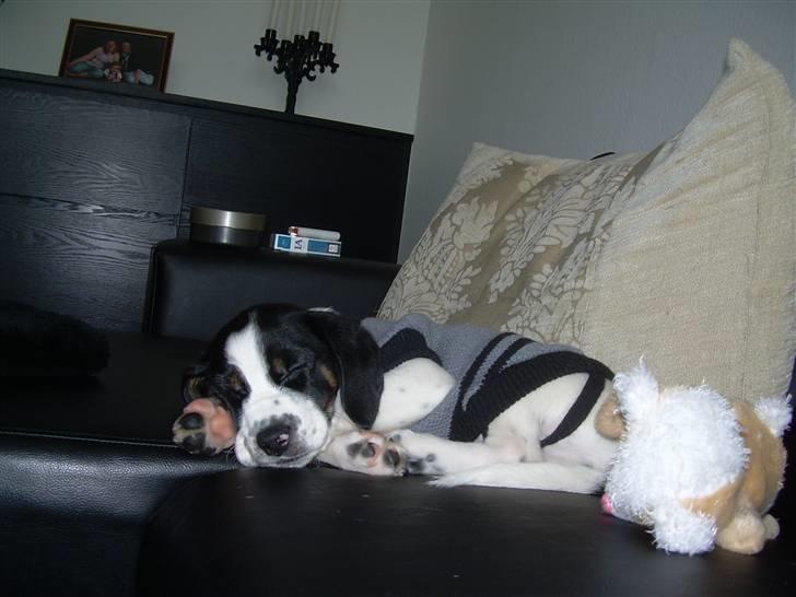 Blanding af racer Pepsi DØD billede 1