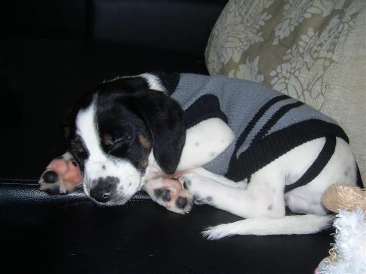 Blanding af racer Pepsi DØD billede 2