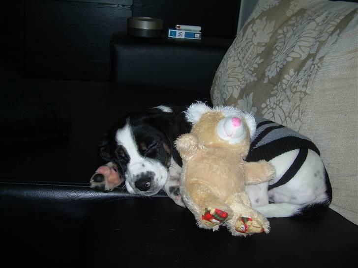 Blanding af racer Pepsi DØD billede 3