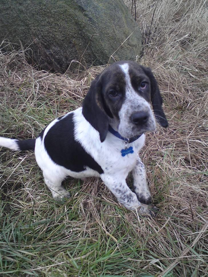 Blanding af racer Zef billede 7