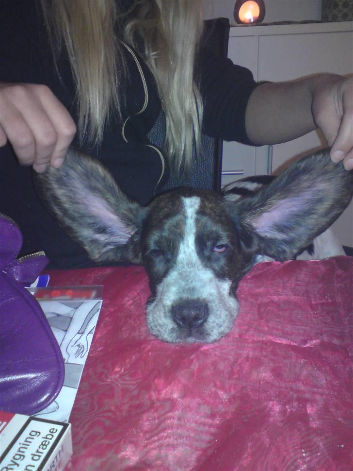 Blanding af racer Zef - Når man sover på bordet må man drilles billede 8