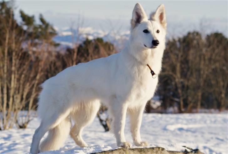 Hvid Schweizisk Hyrdehund Hetolix Q-tips billede 17