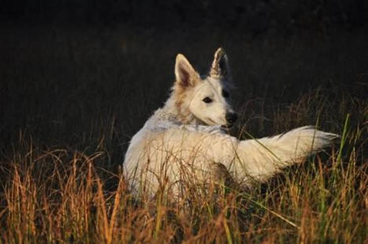 Hvid Schweizisk Hyrdehund Hetolix Q-tips billede 18