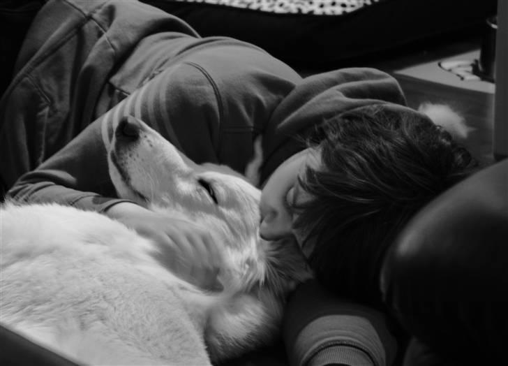 Hvid Schweizisk Hyrdehund Hetolix Q-tips billede 19