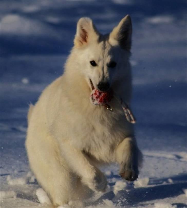 Hvid Schweizisk Hyrdehund Hetolix Q-tips billede 20
