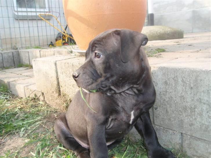 Blanding af racer Cayah billede 1