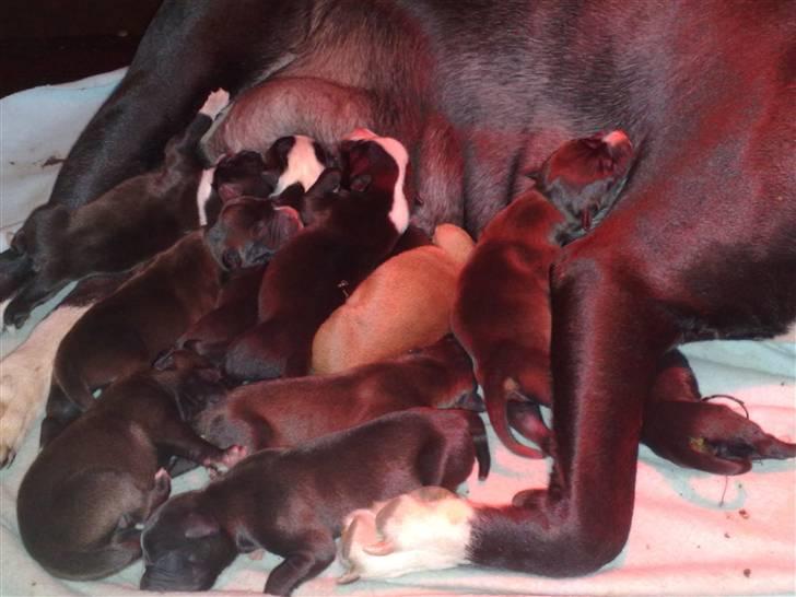 Blanding af racer Cayah billede 2