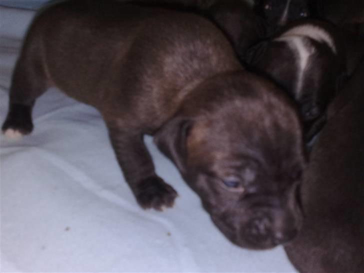 Blanding af racer Cayah billede 3