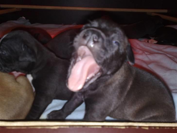 Blanding af racer Cayah billede 4