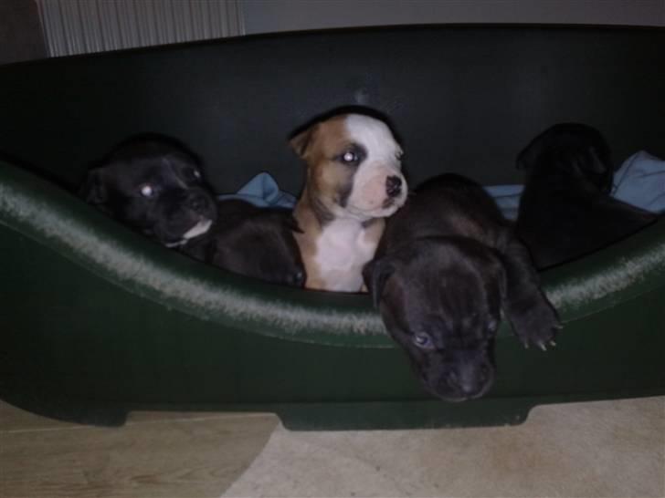 Blanding af racer Cayah billede 5