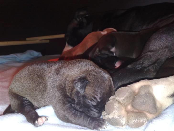 Blanding af racer Cayah billede 6