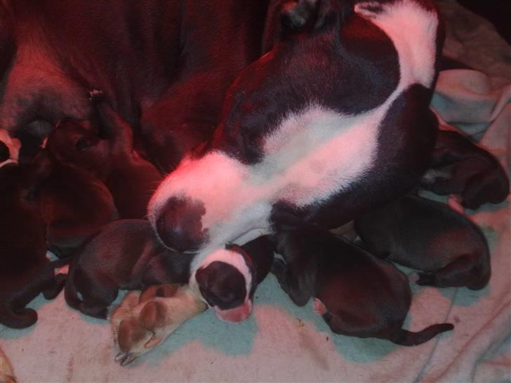 Blanding af racer Cayah billede 7