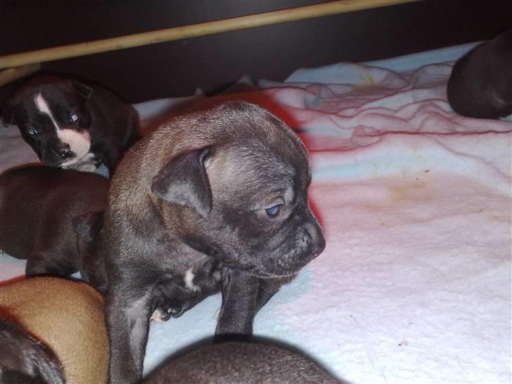 Blanding af racer Cayah billede 8