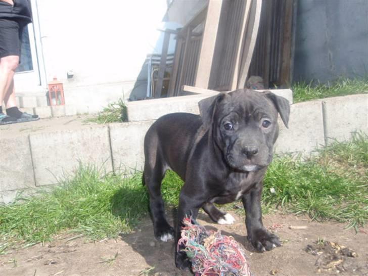 Blanding af racer Cayah billede 9