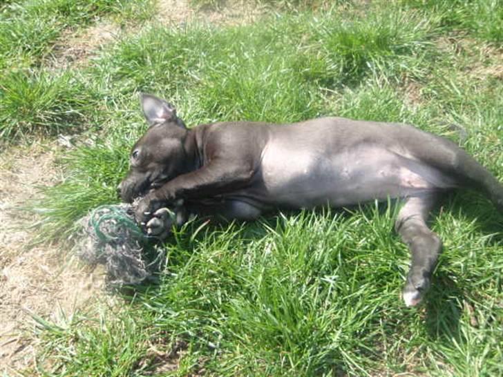 Blanding af racer Cayah billede 10