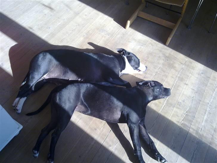 Blanding af racer Cayah billede 11