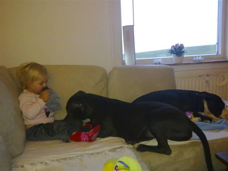 Blanding af racer Cayah billede 12