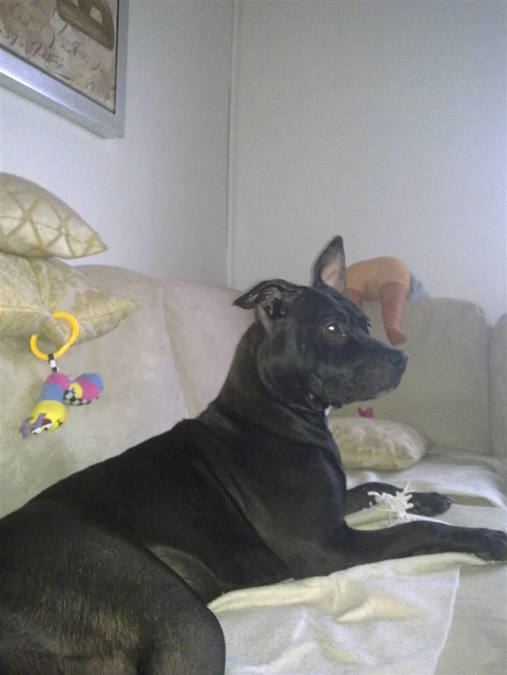 Blanding af racer Cayah billede 13