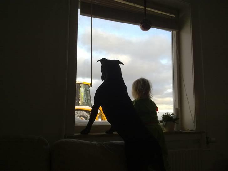 Blanding af racer Cayah billede 14