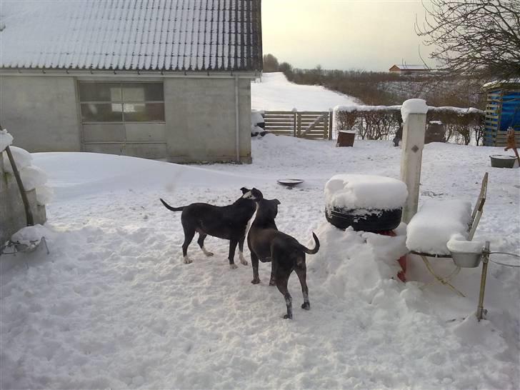 Blanding af racer Cayah billede 15