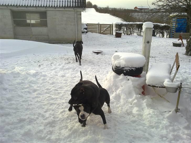 Blanding af racer Cayah billede 16