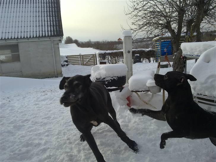 Blanding af racer Cayah billede 17