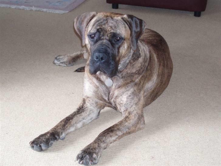 Boerboel Anasha Zenta billede 11