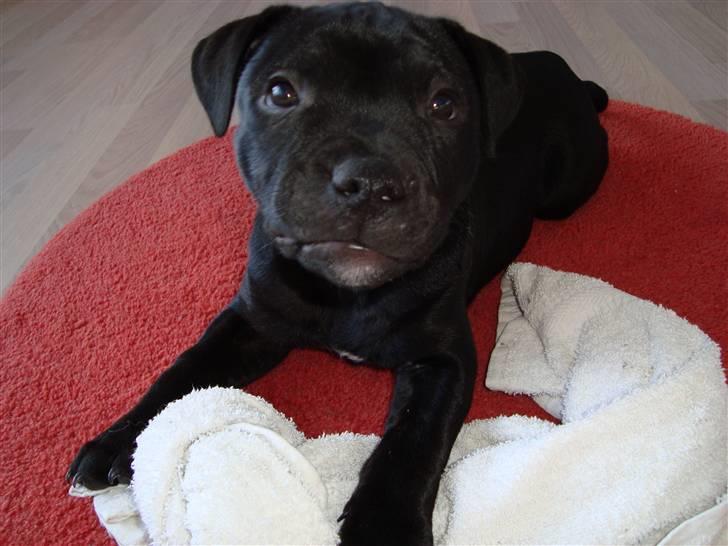 Staffordshire bull terrier Noa billede 3