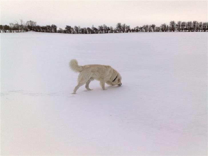 Polski owczarek podhalanski CODY - 07.01.2010. På udflugt i snelandskabet. billede 6