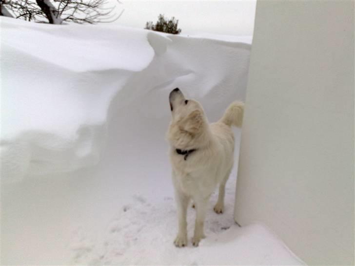Polski owczarek podhalanski CODY - 07.01.2010. Cody studerer en snedrive i gårdspladsen billede 3