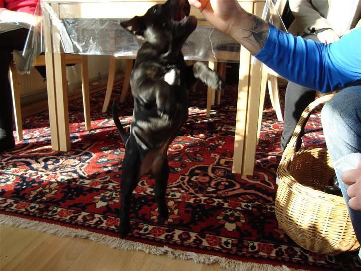 Staffordshire bull terrier Noa billede 4