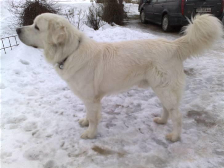 Polski owczarek podhalanski CODY - Januar 2010 billede 7