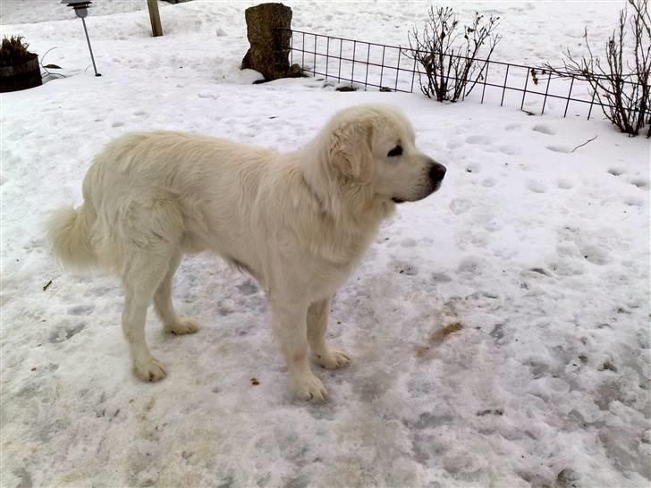 Polski owczarek podhalanski CODY - Januar 2010 billede 8