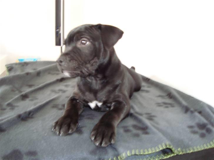 Staffordshire bull terrier Noa billede 5