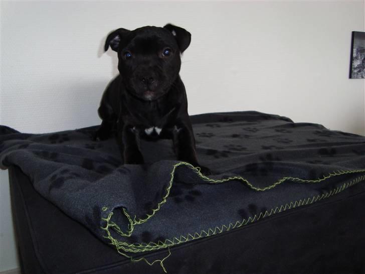 Staffordshire bull terrier Noa billede 6