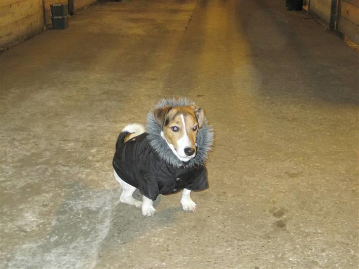 Jack russell terrier Max - jakken er god når vi er ude ved hestene... billede 8