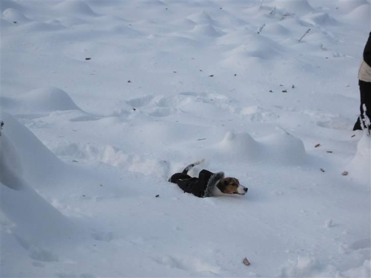Jack russell terrier Max - masser af sne... Det elsker vi... billede 9