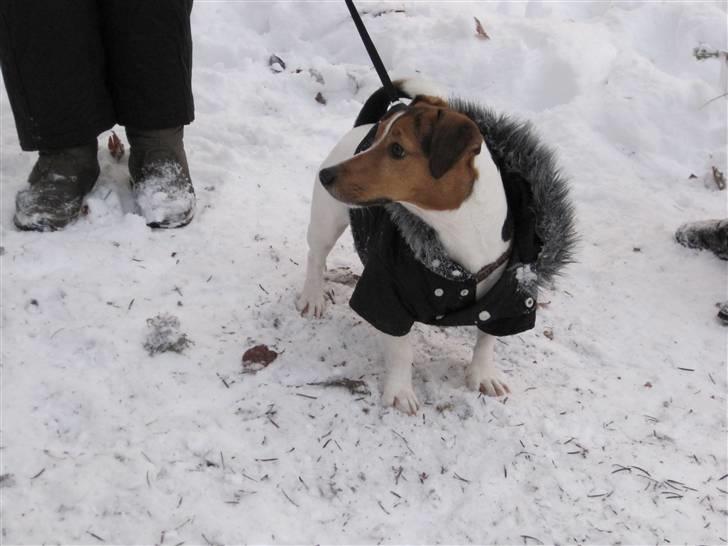 Jack russell terrier Max - Så er vi klar til at hente juletræ. billede 10