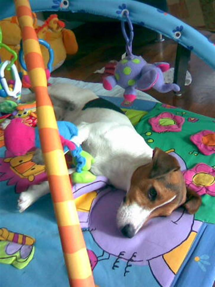 Jack russell terrier Max - ved vist godt jeg ikke må ligge her...men det er så rart:) billede 11