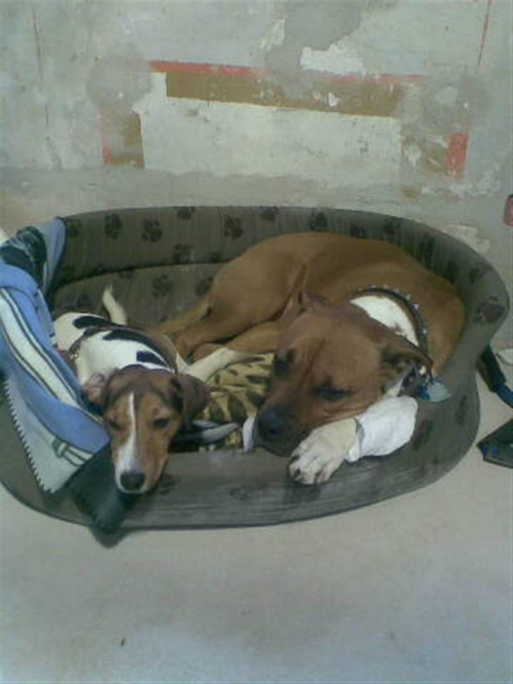 Jack russell terrier Max - Det er altså hårdt at renovere hus...vi tar lige en slapper. billede 12