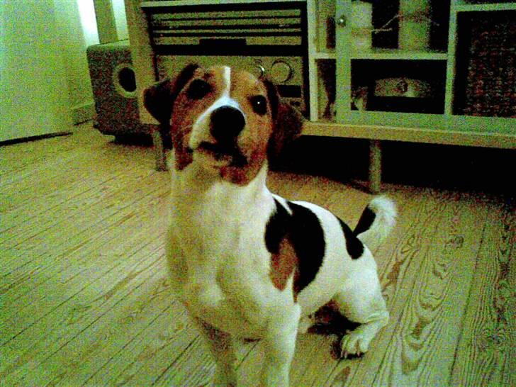 Jack russell terrier Max - Så så man lige mig;) billede 13