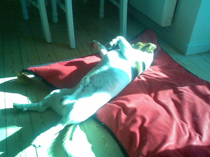 Jack russell terrier Max - Så kan jeg vist lige komme til hva? billede 14