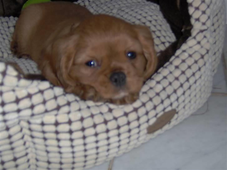 Cavalier king charles spaniel Swiffer - her er jeg lige kommet hjem til min nye mor og far billede 8
