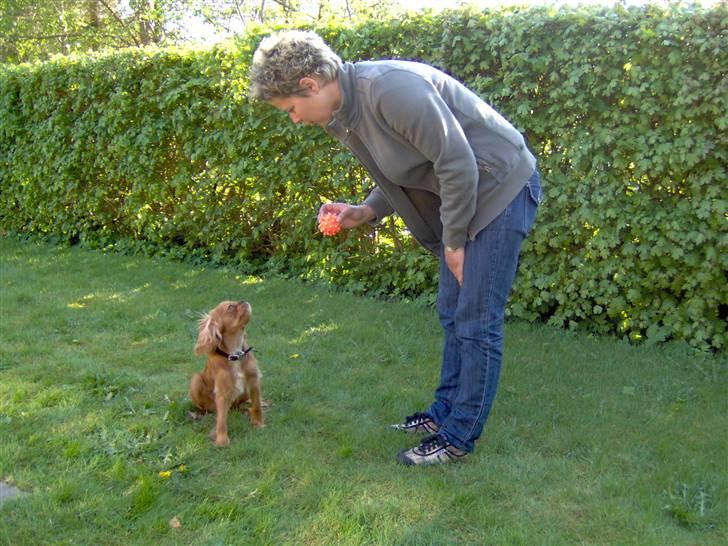 Cavalier king charles spaniel Swiffer - her leger jeg med min mor billede 2