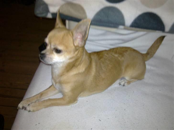 Chihuahua Challenge billede 10